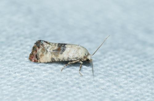 Réf. 212 185 : Cochylis posterana